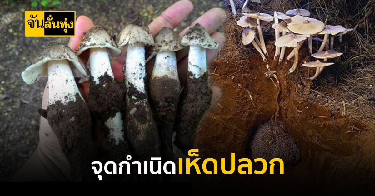 เห็ดโคนที่เกิดขึ้นตามธรรมชาติ เกิดจากอะไร