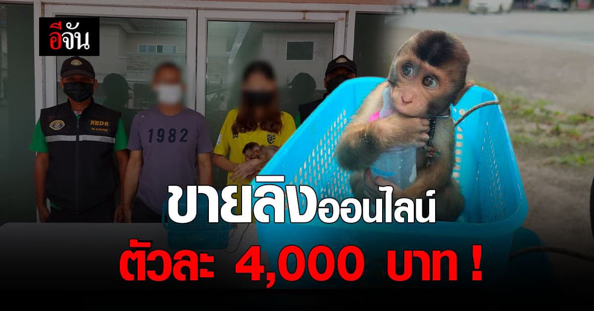 ตำรวจสอบสวนกลาง รวบสาวค้า ลิงกัง สัตว์ป่าคุ้มครอง !