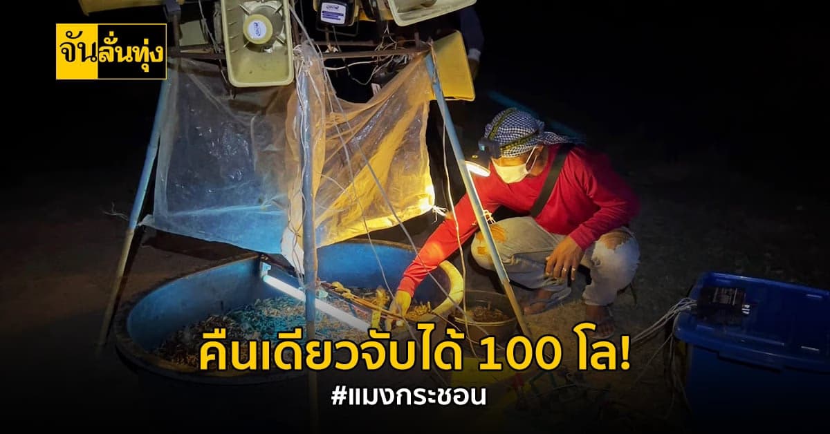 ฤดูล่อแมงกระชอนกลับมาอีกครั้ง! คืนเดียวจับได้ 100 โล!