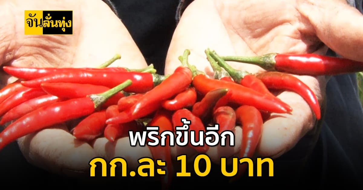 เกษตรกรสวนพริก ปรับราคาพริกขึ้นอีก 10 บาทต่อกิโล