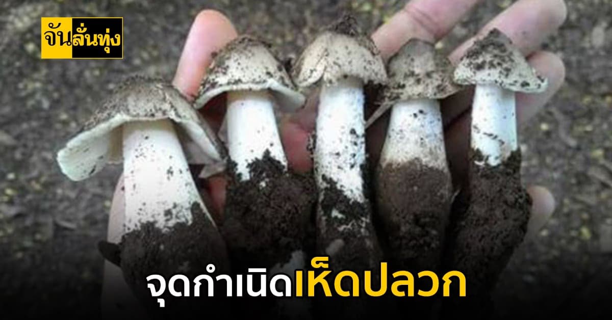 เห็ดโคนที่เกิดขึ้นตามธรรมชาติ เกิดจากอะไร