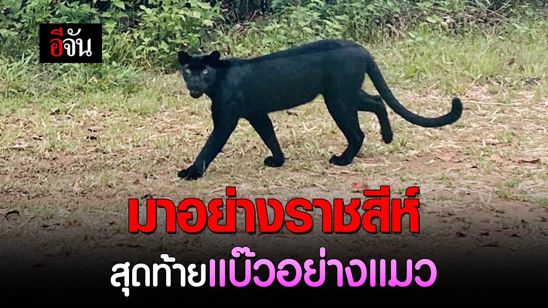 🎬 ขับรถเล่น อช.แก่งกระจาน เจอเสือดำ อวดโฉม