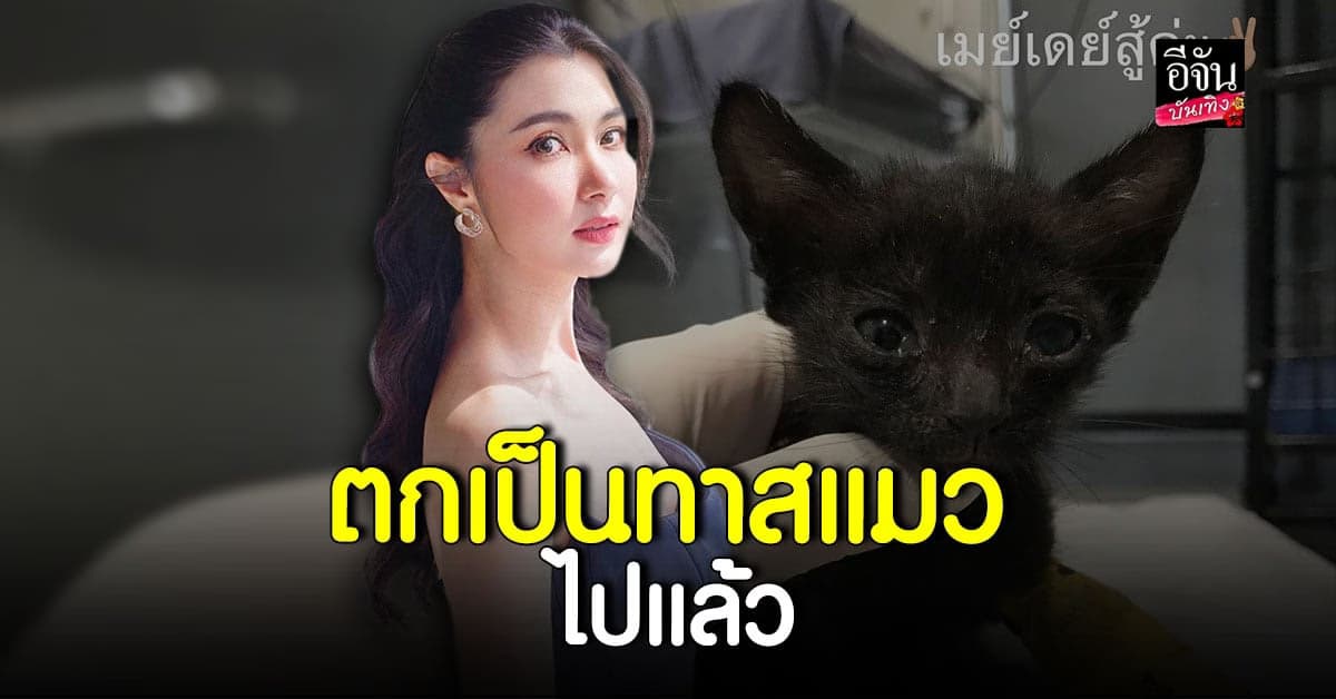 จ๊ะจ๋า อัปเดต น้องเมย์เดย์ แมวที่เก็บมาเลี้ยง ยังไม่พ้นระยะอันตราย