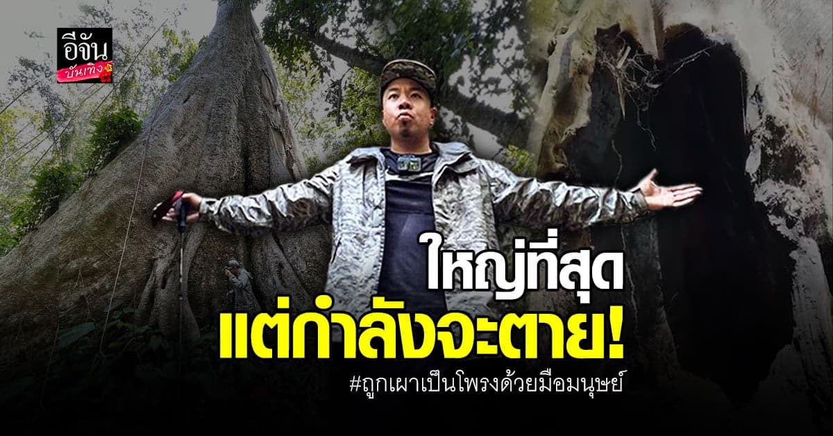 ดีเจภูมิ บุกป่าลึก พร้อม โจโฉ ปฎิบัติภาระกิจ ช่วยต้นไม้ยักษ์