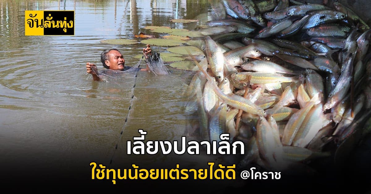เกษตรกรโคราช เลี้ยงปลาเล็กปลาน้อย ใช้ทุนน้อย แต่สร้างรายได้อย่างดี