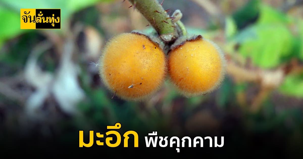 ทำลายพืชพันธุ์พื้นเมือง มะอึก พืชคุกคาม