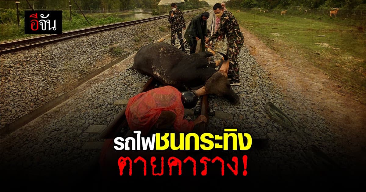 กระทิง ถูกรถไฟชนตายคาราง ที่ จ.ประจวบฯ
