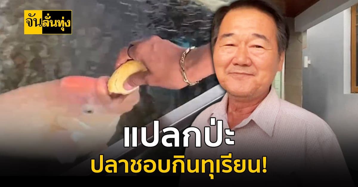 หรือนี่คือเรื่องแปลก? ปลาแรดเผือกชอบกินทุเรียน!