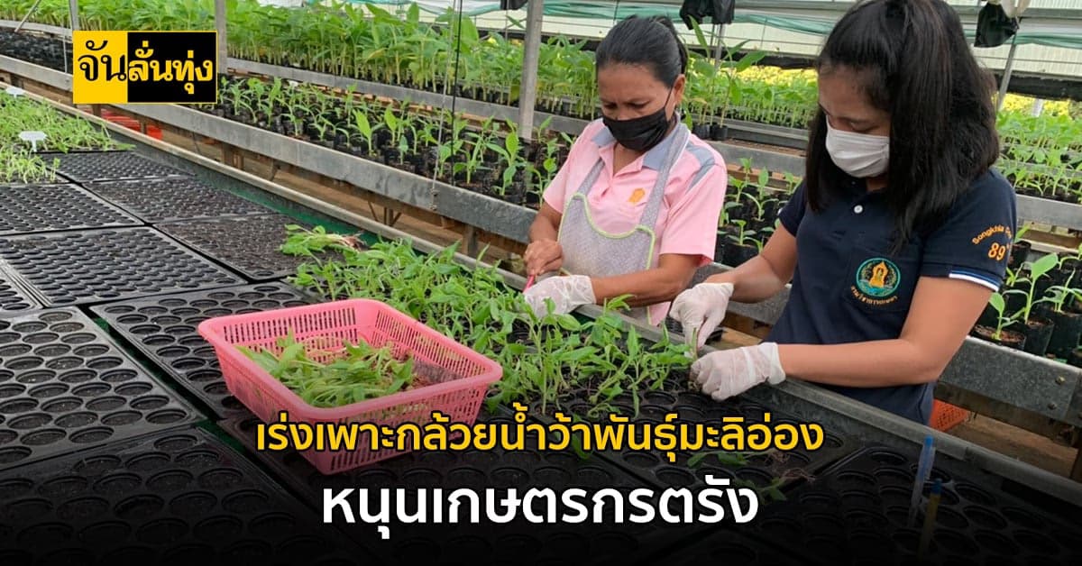 ศูนย์ขยายพันธุ์พืชที่ 2 เร่งเพาะเนื้อเยื่อกล้วยน้ำว้าพันธุ์มะลิอ่อง