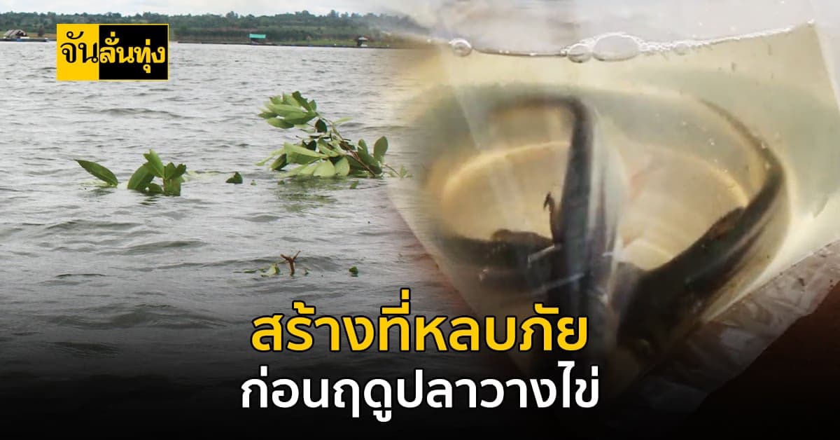 โคราช ชาวบ้านและประมง ช่วยกันสร้าง พื้นที่หลบภัย ให้ปลา