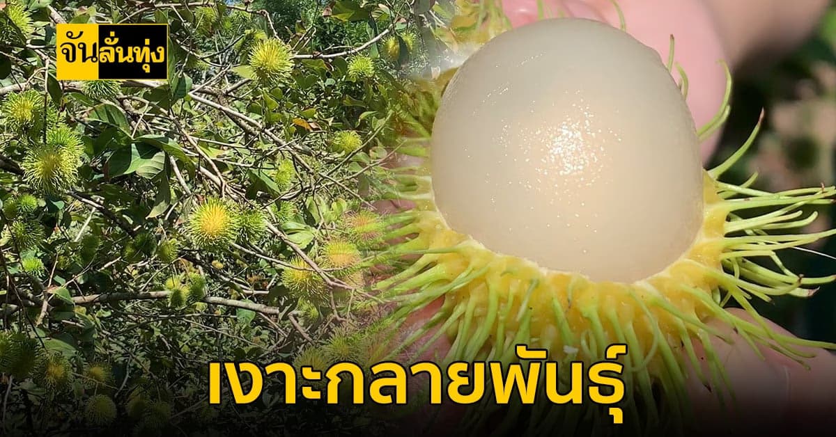 สุดแปลก!!! เงาะโรงเรียนกลายพันธุ์เป็นเงาะกระหรี่