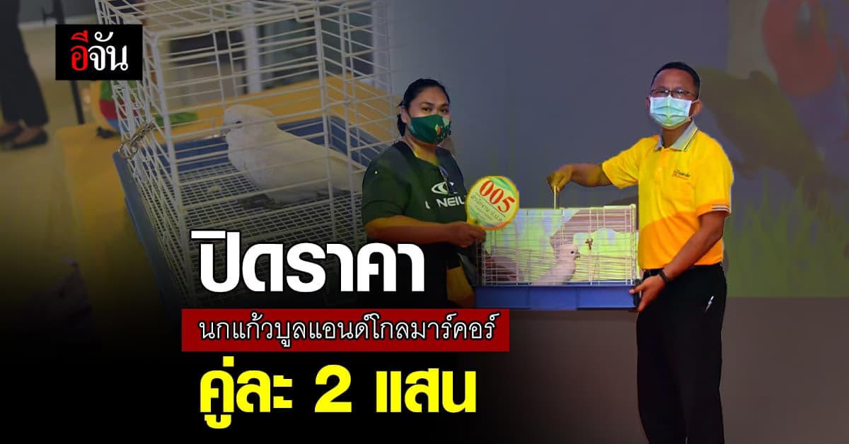เปิด ประมูลนก ครั้งแรก ปิดราคา นกแก้วบูลแอนด์โกลมาร์คอร์ คู่ละ 2 แสน