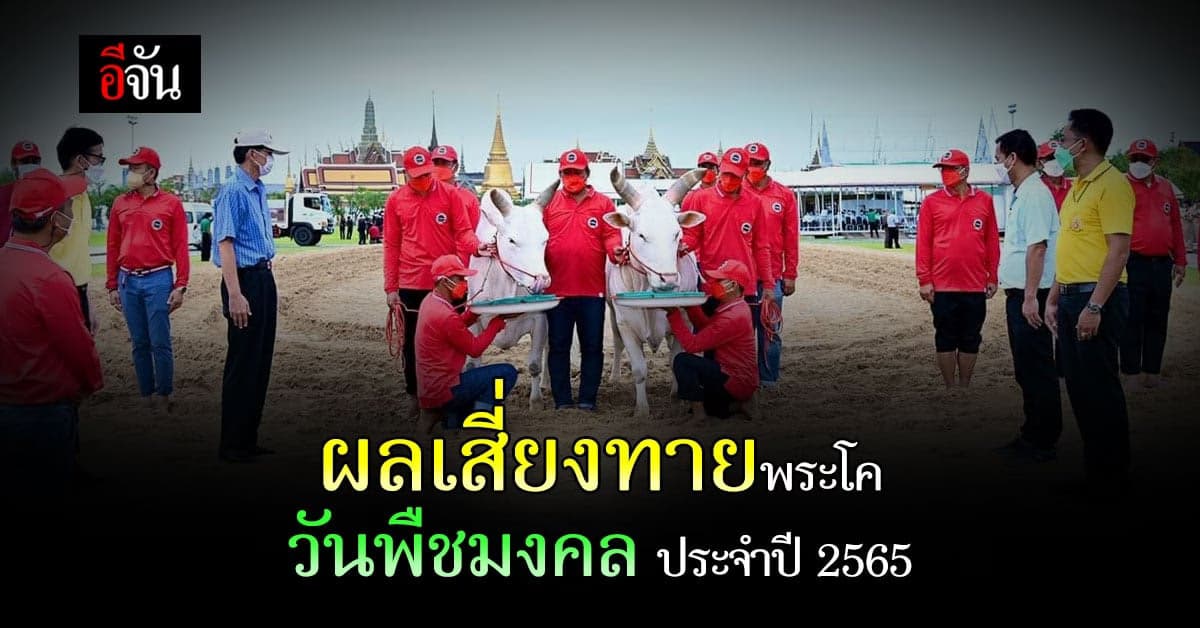 เปิด ผลเสี่ยงทายพระโค เลือกกินของ 4 อย่าง