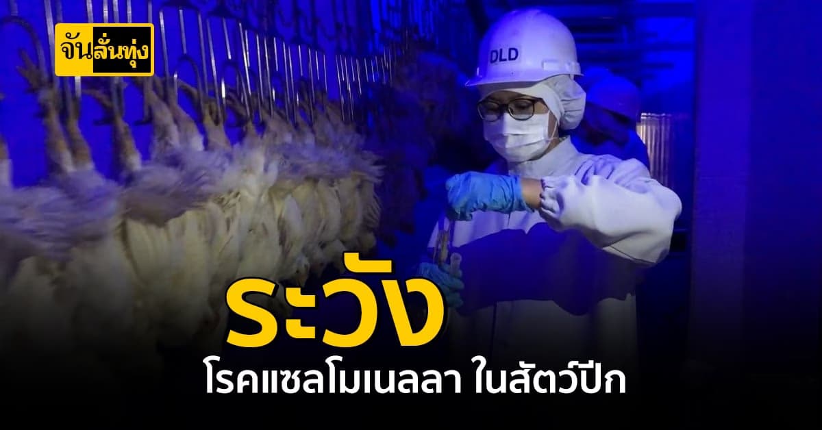 ระวังให้ดี ปศุสัตว์ เฝ้าระวัง โรคแซลโมเนลลา ในสัตว์ปีก