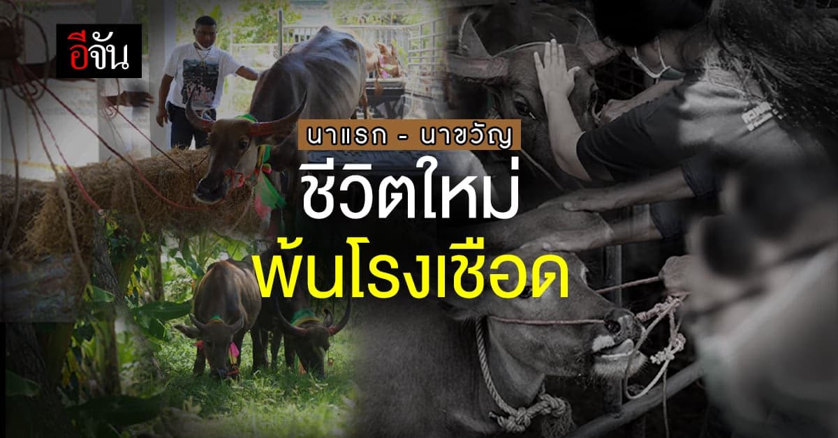 สังคมอีจัน ไถ่ควาย 2 แม่ลูก 3 ชีวิต พ้นโรงเชือด