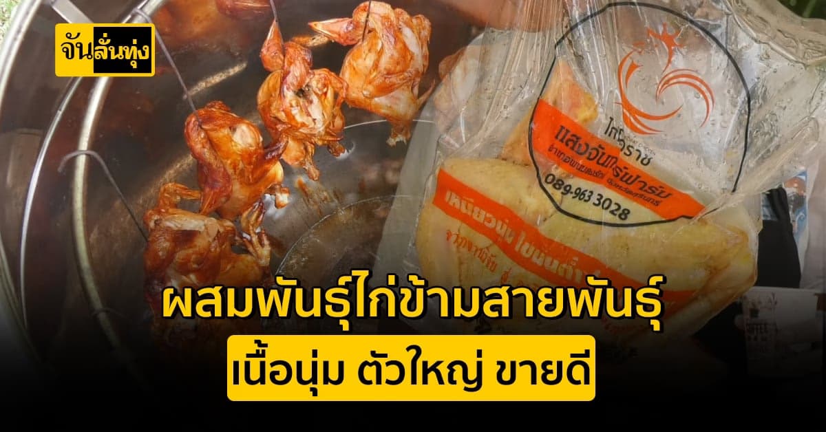 ผสมพันธุ์ไก่สายพันธุ์ใหม่ ทำให้เนื้อนุ่ม ตัวใหญ่ ขายได้ราคา
