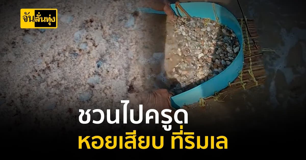 ลมแรงออกทะเลไม่ได้ จับ คราดหอยเสียบ ไปครูดหอย ที่ริมทะเล