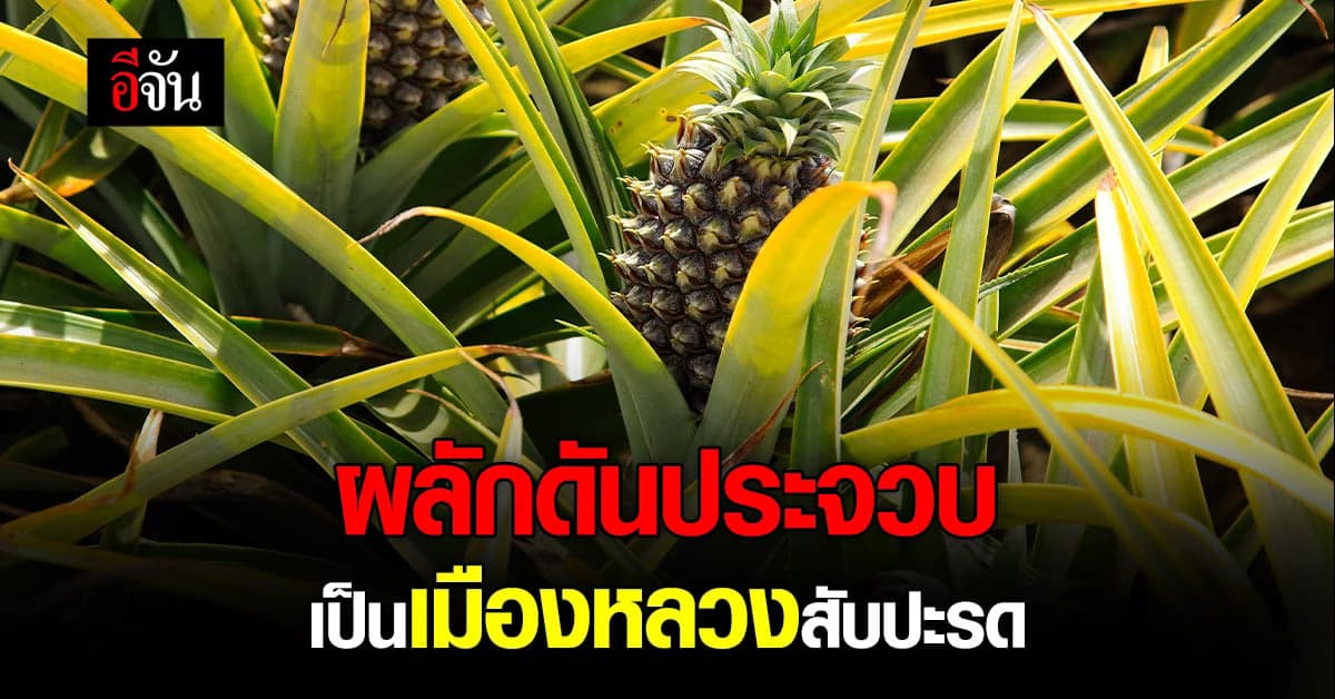 รมว.เกษตรฯ เฉลิมชัย ผลักดัน ประจวบคีรีขันธ์ ขึ้นชั้นเมืองหลวงสับปะรด