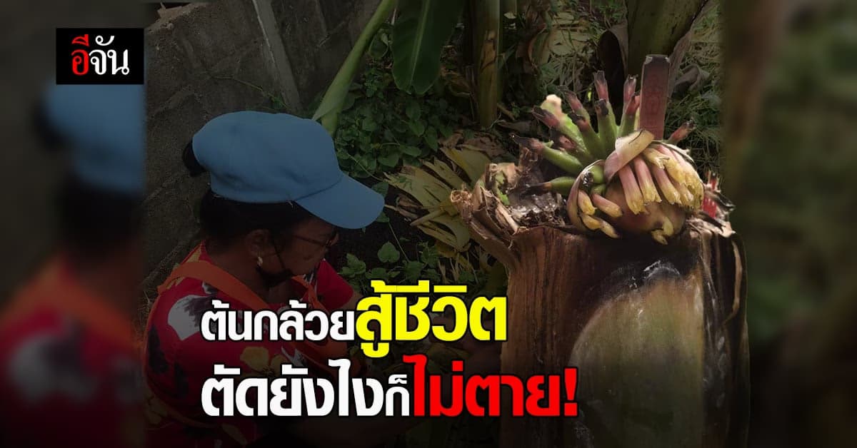 ชาวบ้านแห่ เอาธูปไหว้ เอาแป้งทา ต้นกล้วยสู้ชีวิต โดนฟันขาดไม่ยอมตาย!