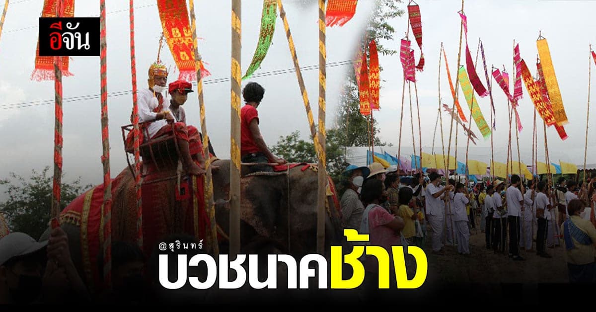 สุรินทร์ บวชนาคช้าง เกือบ 100 เชือก