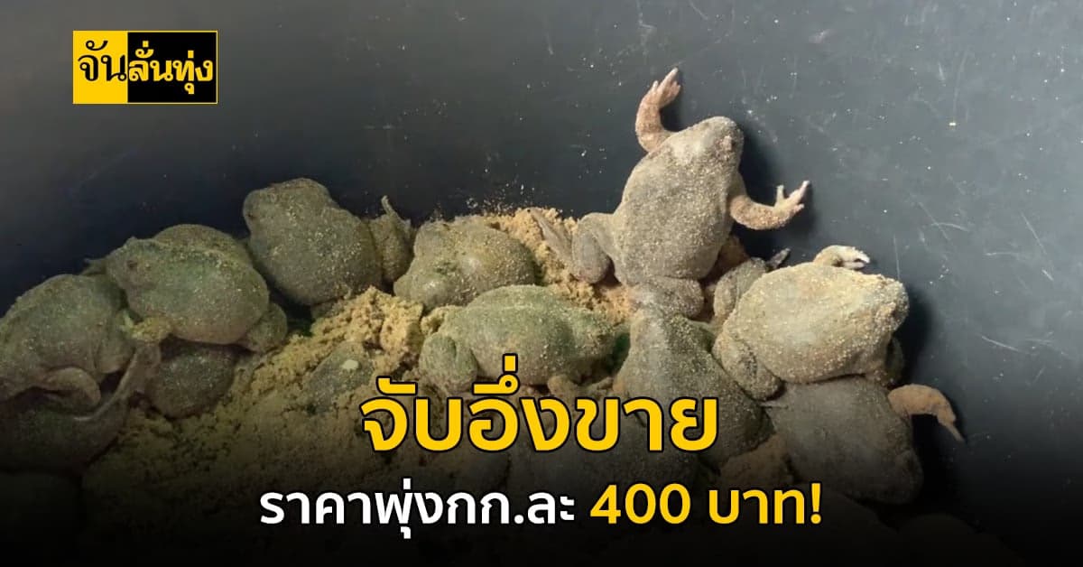 เข้าหน้าฝน ชาวบ้านออกหาอึ่งมาขาย ราคาดี กก.ละ400บาท!