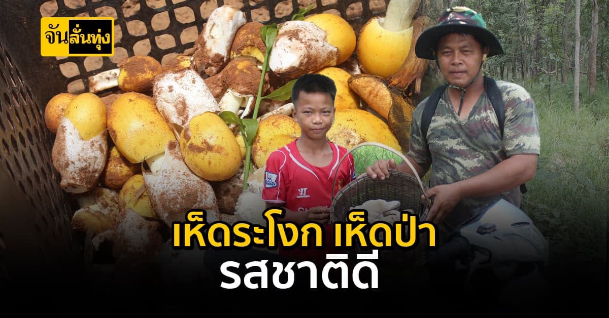 ฝนตกชุกช่วงนี้ ออกไปหา เห็ดระโงก กับชาวบ้าน ที่ จ.นครราชสีมา