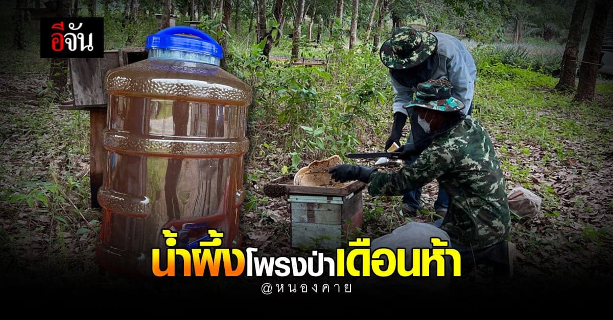 วิสาหกิจชุมชน หนองคาย เก็บน้ำผึ้งโพรงป่าเดือนห้า บรรจุขวดพร้อมขาย