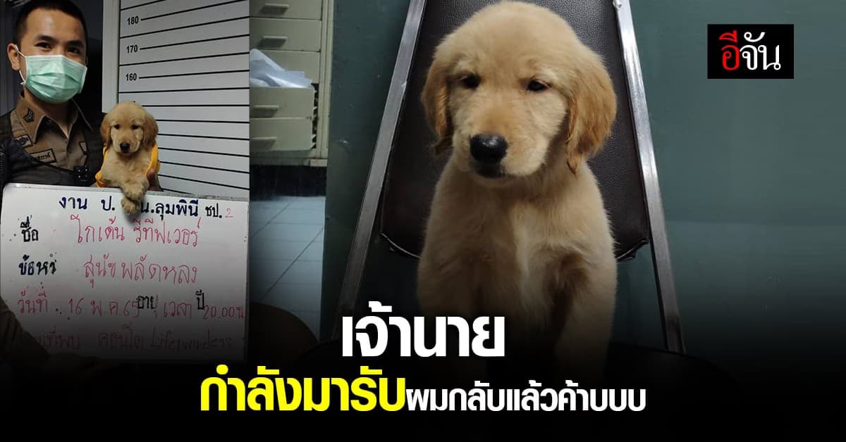 เจ้าของติดต่อ สน.ลุมพินี ขอรับ สุนัข พันธุ์โกเด้น รีทีฟเวอร์