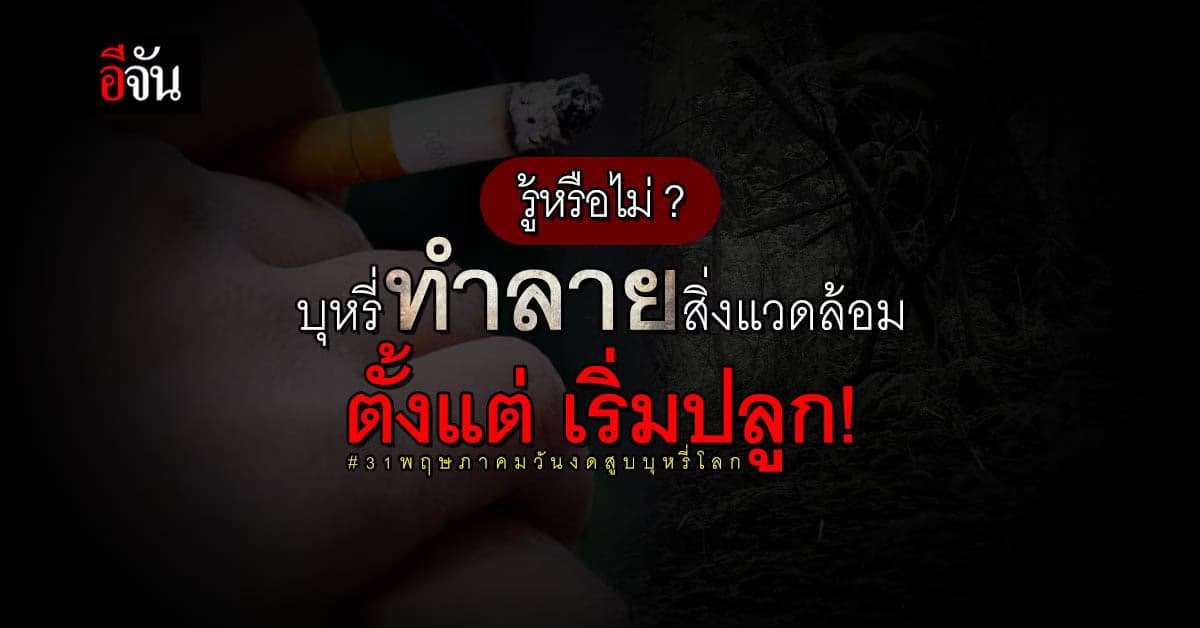 WHO เผย! บุหรี่ ทำลายสิ่งแวดล้อม ตั้งแต่ขั้นตอนการปลูก