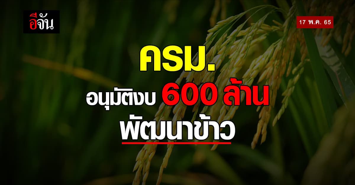 ครม. อนุมัติ งบกว่า 600 ล้านบาท บริหารจัดการ พัฒนาคุณภาพข้าว ปี 64/65