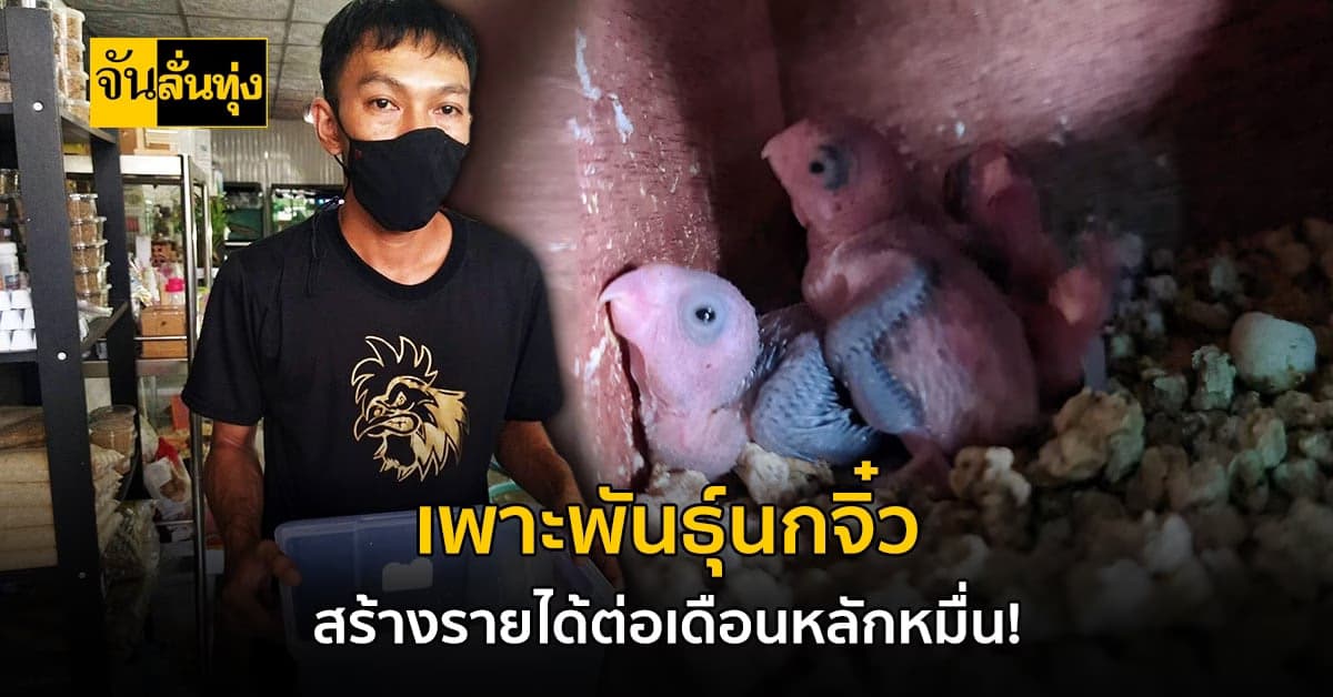 นักธุรกิจ วัย38ปี เลี้ยงนกจิ๋วพันธุ์ฟอฟัส สร้างรายได้หลักหมื่น