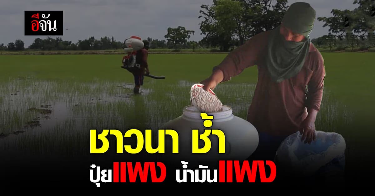ชาวนา ทุกข์หนัก ราคาปุ๋ย พุ่ง แพงขึ้น ซ้ำ น้ำมันแพง วอน รัฐ เร่งแก้