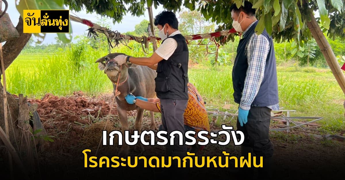 เข้าหน้าฝนแล้ว เกษตรกร ระวังสัตว์เลี้ยงให้ดี ระวัง โรคระบาด ที่มากับฝน