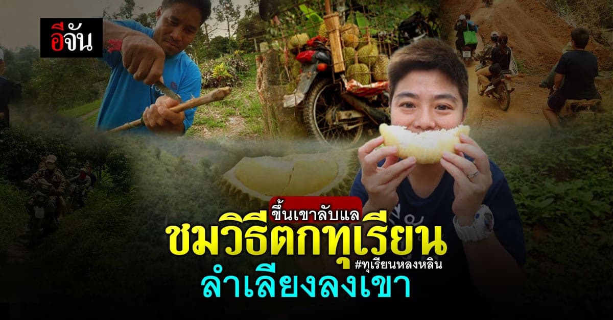 ขึ้นเขาลับแล ชมวิธีตกทุเรียนลำเลียงลงเขา ที่เดียวในประเทศไทย