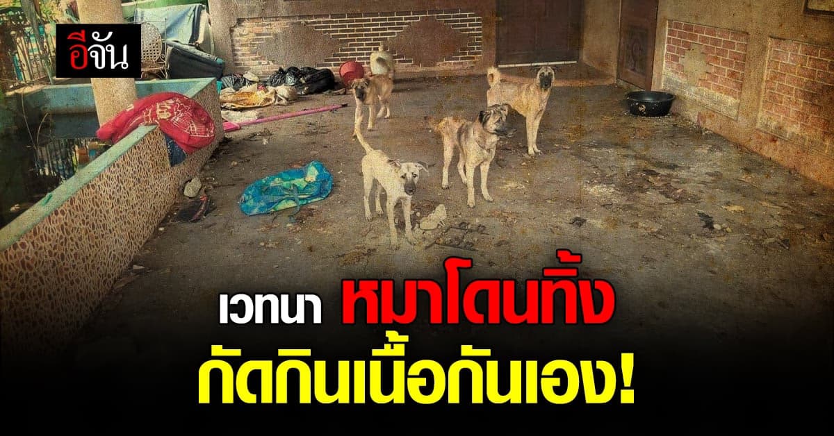 สาวโพสต์ เวทนา หมาหิวโซ 15 ตัว ถูกเจ้าทิ้ง กัดกินเนื้อกันเอง!