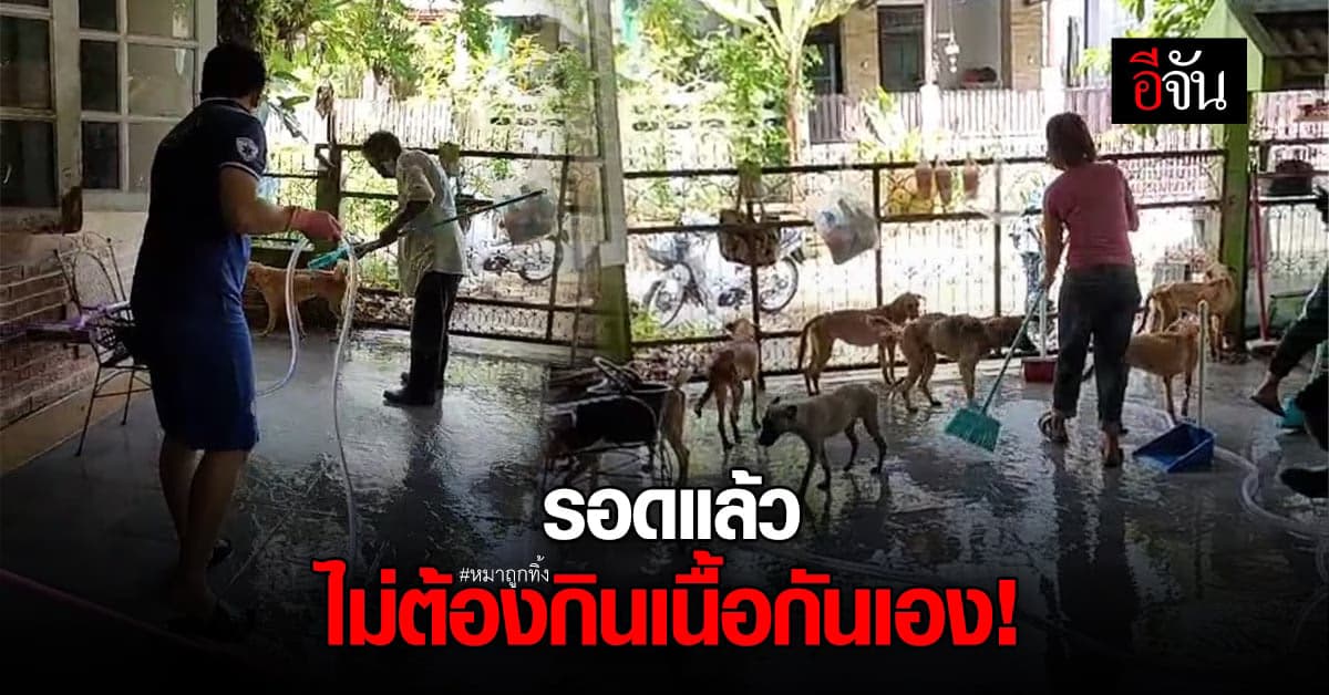 มูลนิธิบ้านหมายิ้ม ประสาน มูลนิธิวอชด็อก ช่วยหมา 15 ตัว