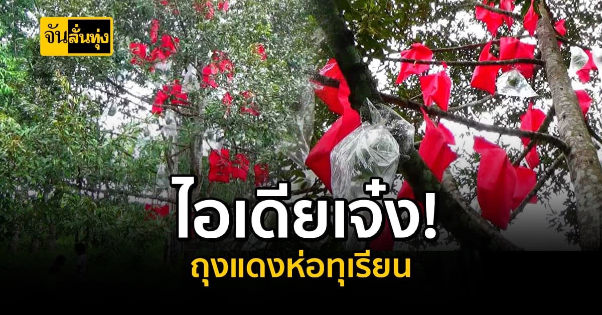 เจ๋งแจ๋ว! เกษตรกรไอเดียดี ใช้ถุงแดงห่อทุเรียน กันโดนหนอนเจาะสำเร็จ