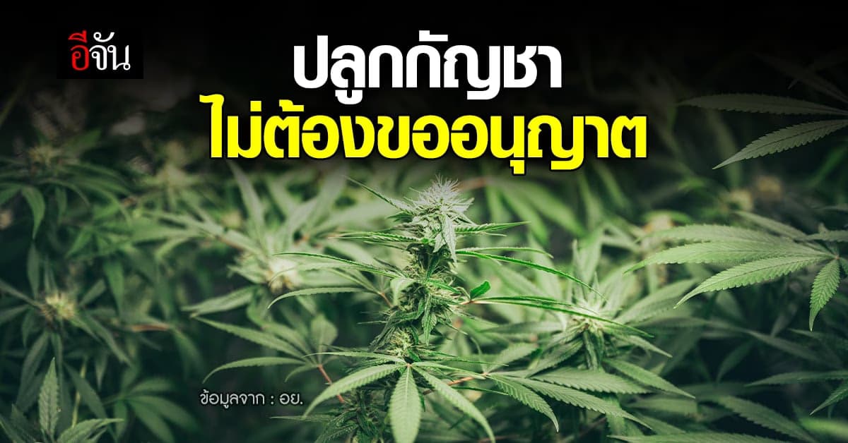 อย. แนะ หลัง 9 มิ.ย. 65 ประชาชน สามารถ ปลูกกัญชาได้ ไม่ต้องขออนุญาต