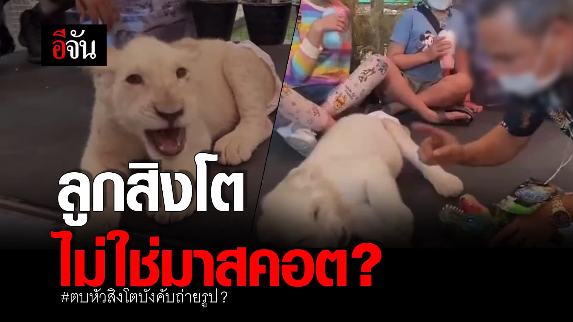 🎬 ลูกสิงโต ไม่ใช่มาสคอต บังคับถ่ายรูป?