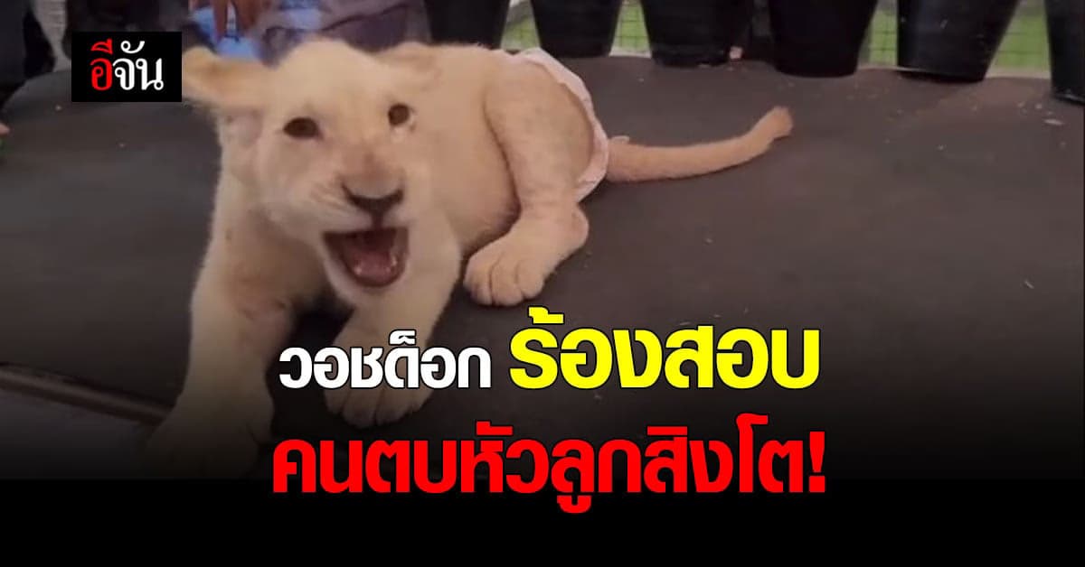 มูลนิธิวอชด็อก ร้องสอบพฤติกรรม ตบหัวลูกสิงโต เข้าข่าย ทารุณกรรมสัตว์ ?