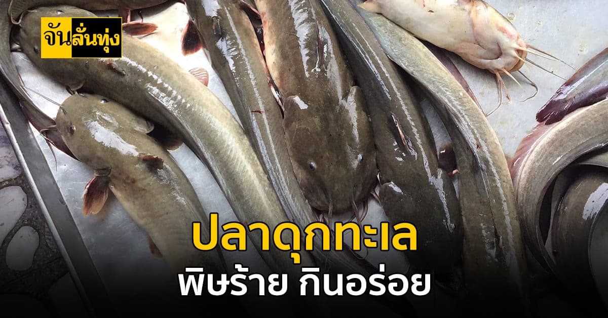 หน้าตาคล้ายปลาดุก แต่อยู่ในทะเล ปลาดุกทะเล พิษร้าย แต่เนื้ออร่อย