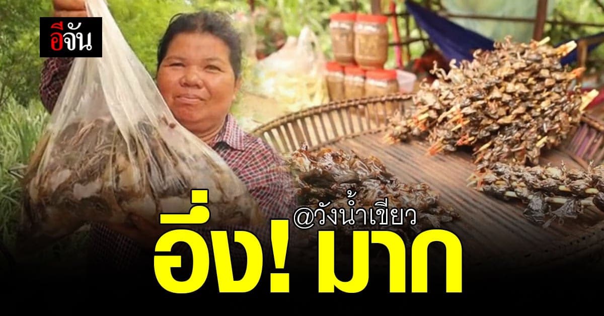 อึ่ง เยอะมาก ริมทาง 304 วังน้ำเขียว ช่วงฝนตกชุก ชาวบ้านจับแปรรูปขาย