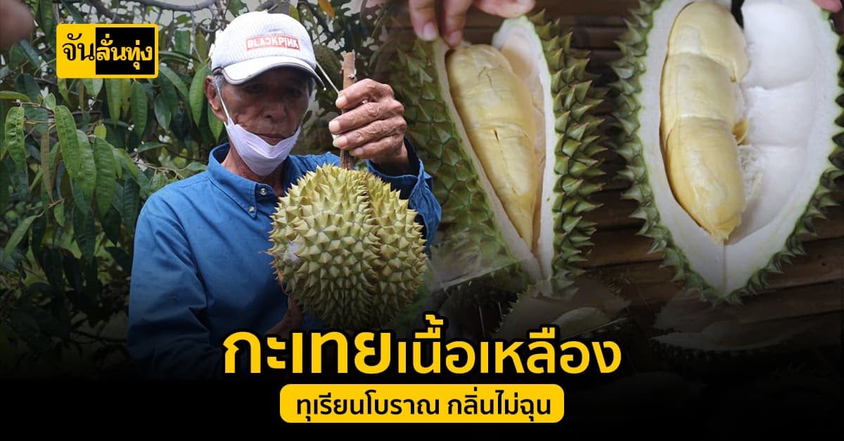 สาวกทุเรียนต้องลอง ทุเรียน กะเทยเนื้อเหลือง สายพันธุ์โบราณ กลิ่นไม่แรง