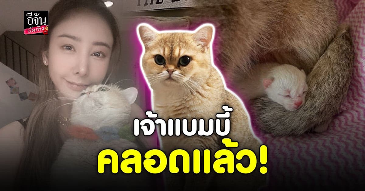 แบมบี้ แมว แตงโม คลอดลูกแล้ว หลังจบพิธีฌาปนกิจ