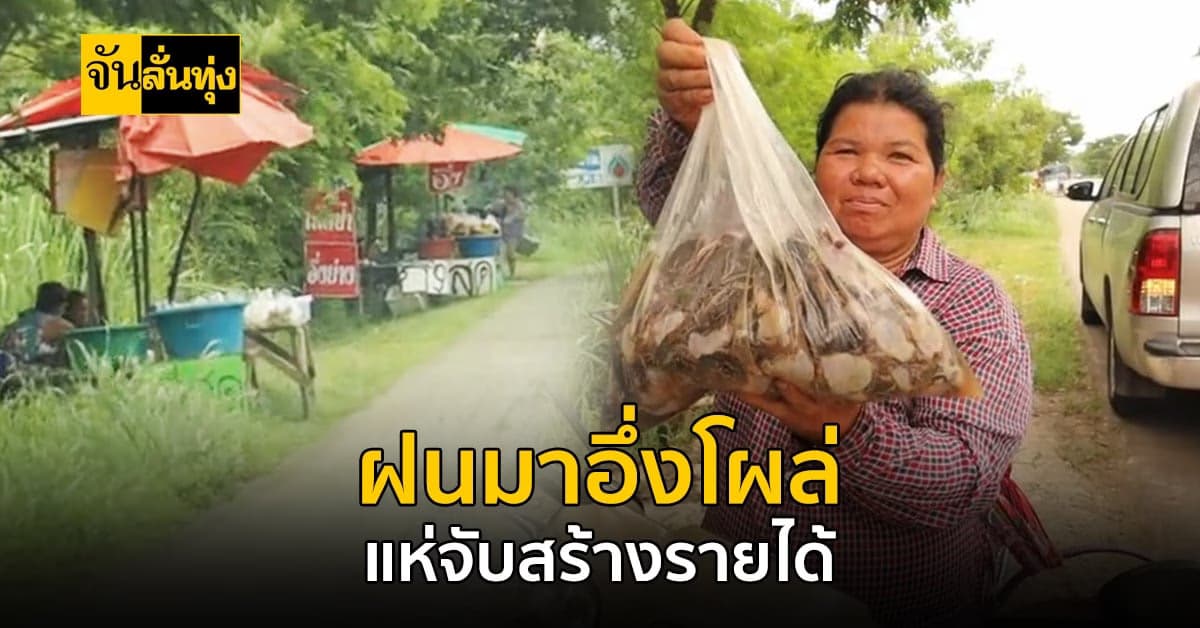 อาชีพเสริมช่วงหน้าฝนมาแล้วจ้า จับอึ่งขายทำรายได้กว่า 1,000 บาท/วัน