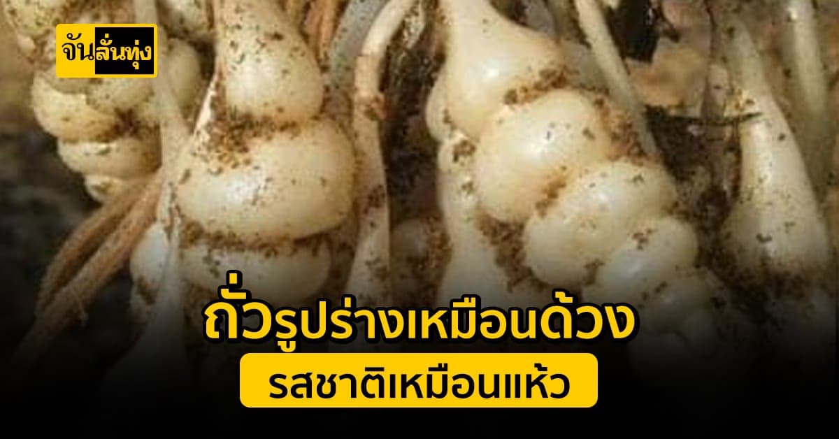 ปังไม่ไหว! ถั่วด้วง เป็นปล้องเหมือนด้วง แต่รสชาติเหมือนแห้ว