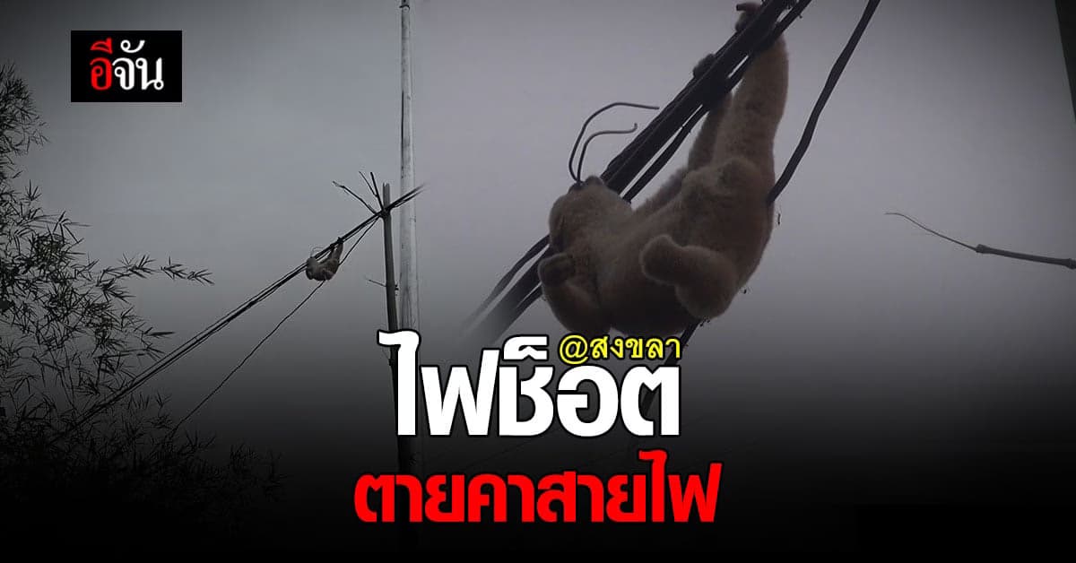สลด! ลิงลมไต่สายไฟ ไฟรั่วช็อตห้อยตายคาสายไฟฟ้า
