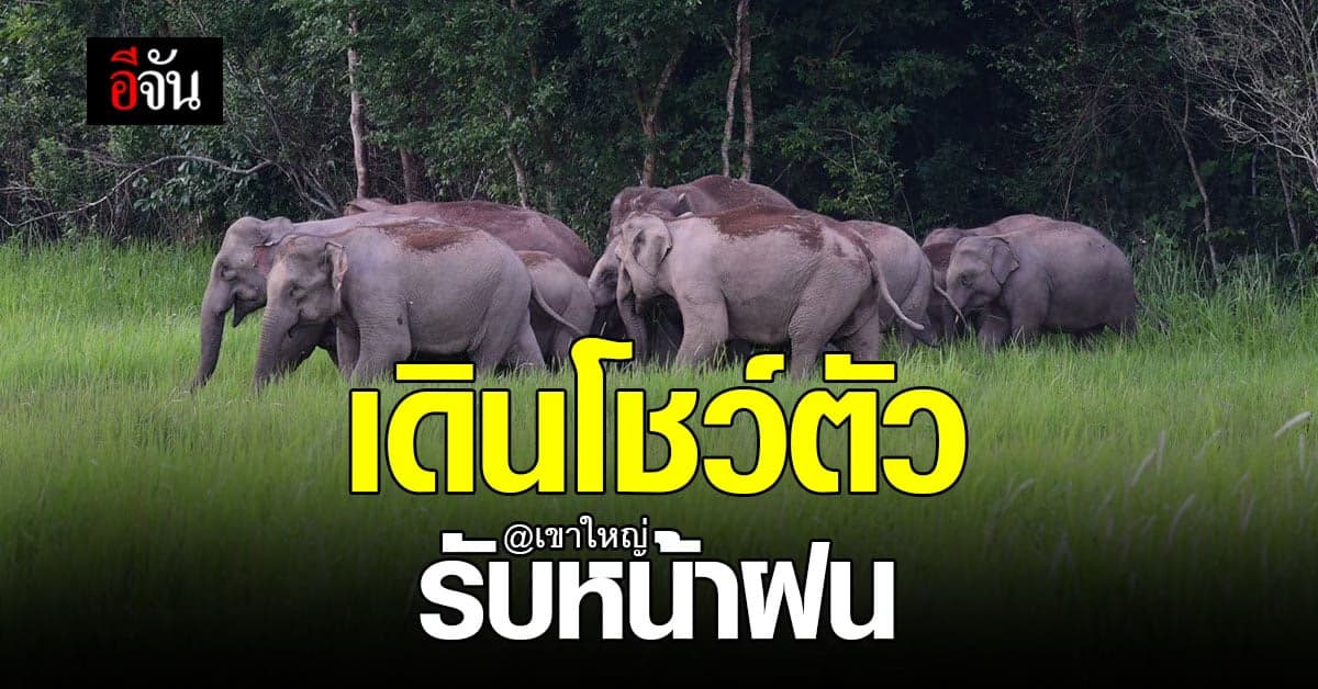 โขลงช้างป่า ออกมาเดินเล่นโชว์นักท่องเที่ยวต้อนรับหน้าฝน