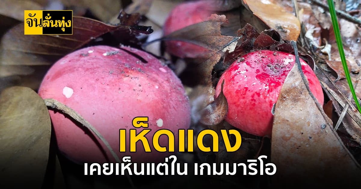 เห็ดแดง แบบเกมมาริโอ กินได้จริง แถมหวาน อร่อย