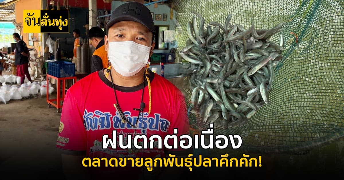 หนองคาย ฝนตกอย่างต่อเนื่อง ส่งผลให้ตลาด ขายลูกพันธุ์ปลา คึกคัก